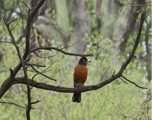 April Hickox - Robin